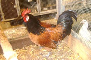 Vorwerk HAAN beschikbaar voor biedingen