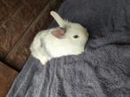 6 baby konijnen, Dieren en Toebehoren, Konijnen, Geslacht onbekend, Klein, 0 tot 2 jaar