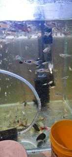 Guppy endler, Dieren en Toebehoren, Ophalen of Verzenden