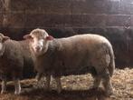 Mooie poll dorset ram, Dieren en Toebehoren, Schapen, Geiten en Varkens, Mannelijk, Schaap, 0 tot 2 jaar