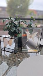 opgezette vlinders, Collections, Collections Animaux, Enlèvement, Autres, Animal empaillé