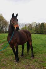 Recreatiepaard  te koop, Hongre, Cheval de récréation, Vermifugé