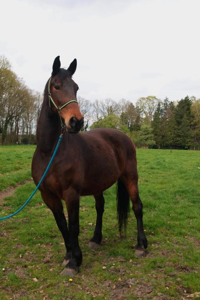 Recreatiepaard  te koop, Animaux & Accessoires, Chevaux, Hongre, Cheval de récréation, Avec puce électronique, Vermifugé, Vacciné