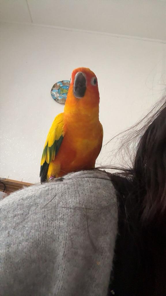 Conure soleil, Animaux & Accessoires, Oiseaux | Perruches & Perroquets