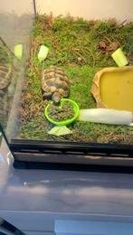 Land schildpad met terrarium ,uv lamp en eten +vitamintjes, Ophalen