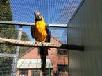 Blauwgele ara man, Animaux & Accessoires, Oiseaux | Oiseaux Autre, Mâle, Oiseau tropical, Domestique