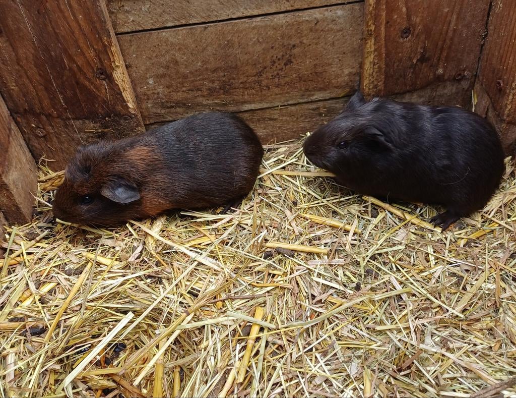 3 Jonge cavia's, Enlèvement