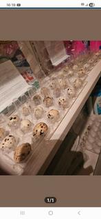 Broedeiren te koop, Dieren en Toebehoren, Pluimvee