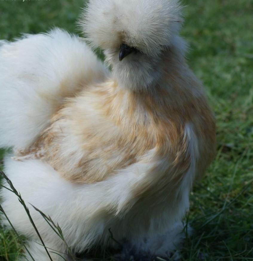 Broedeieren zijdehoen, Geslacht onbekend, Kip