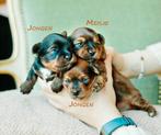 Schattige hypoallergene pups, Parvo, België, Fokker | Hobbymatig, Overige rassen
