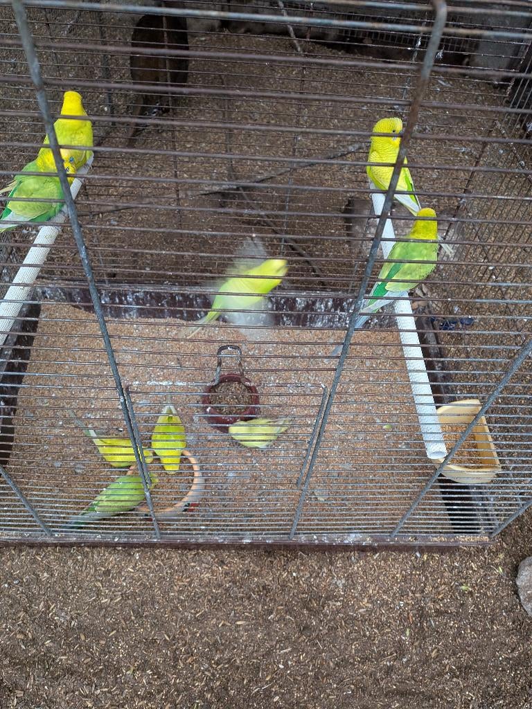 Perruches ondulées 2025, Plusieurs animaux, Perruche, Domestique