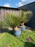 Dasylivion serratifolium, Jardin & Terrasse, Plantes | Jardin, Enlèvement, Ne fleurit pas, Plante fixe, Autres espèces