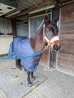 Gezelschap / knuffelpony, Dieren en Toebehoren, Paarden, Merrie