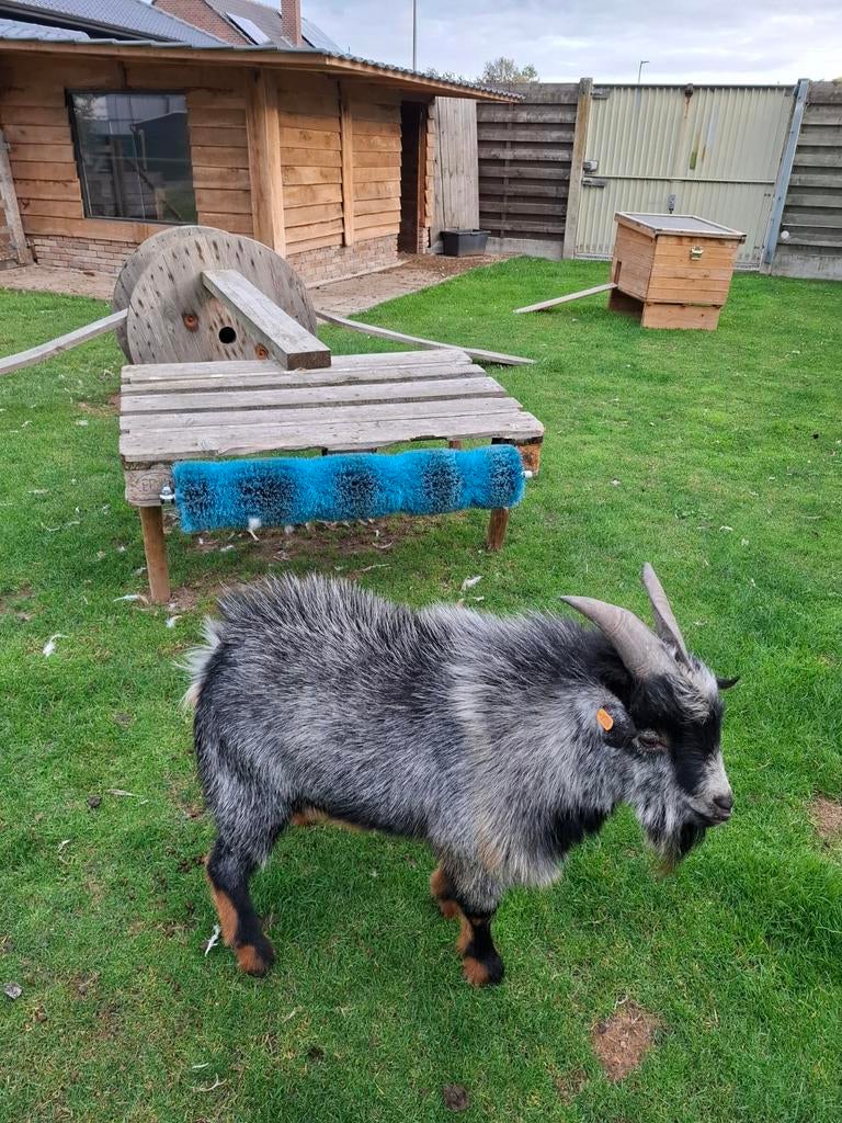 Blauwschimmel Tan dekbok, Dieren en Toebehoren
