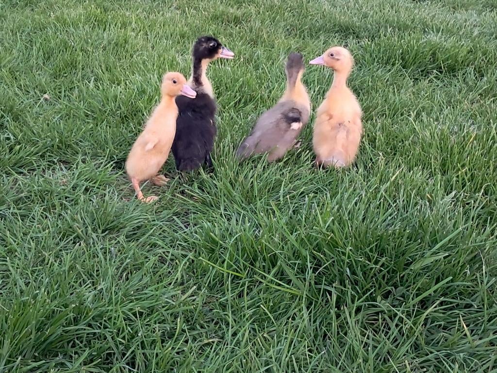 Eenden kuikens, Dieren en Toebehoren, Pluimvee
