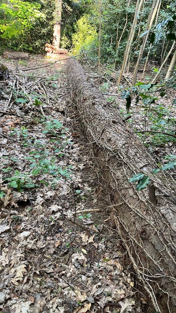 Brandhout naaldboom, Enlèvement