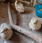 Kwartel hennen, Dieren en Toebehoren, Pluimvee