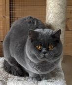 Brits korthaar, Dieren en Toebehoren, Katten en Kittens | Raskatten | Korthaar, Kater, Met stamboom, 0 tot 2 jaar