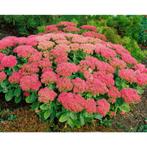 8 x sedum herfstfreude in pot   vaste plant, Tuin en Terras, Ophalen, Vaste plant