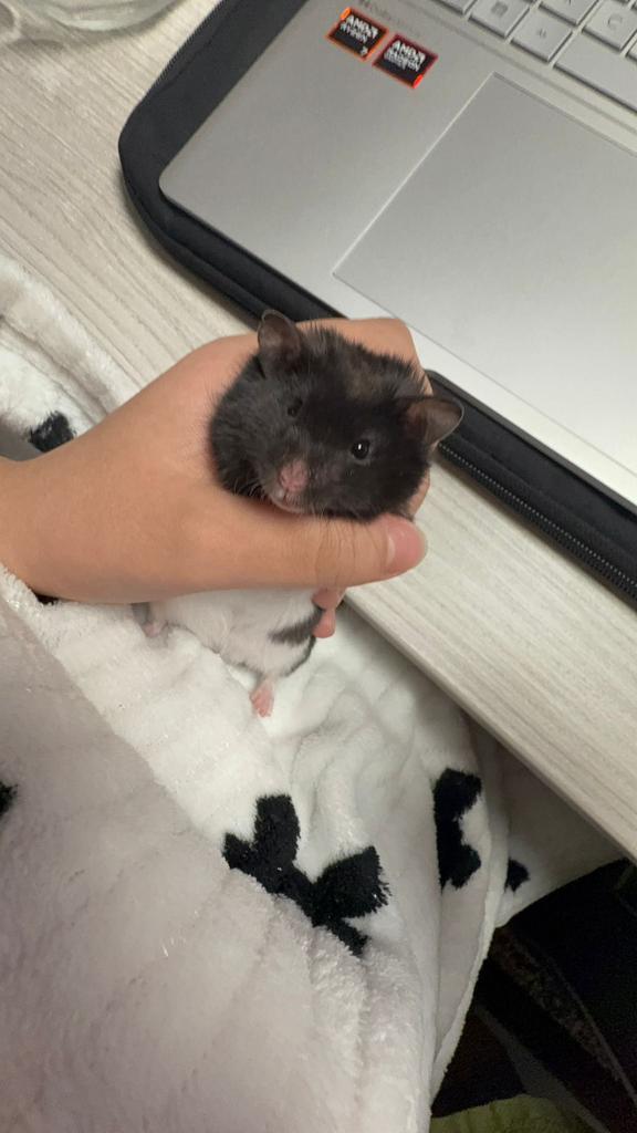 Goudhamster, Dieren en Toebehoren, Knaagdieren, Mannelijk, Hamster, December, Tam