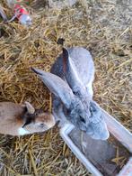 Vleeskonijn, Dieren en Toebehoren, Konijnen, Vrouwelijk, Middelgroot, 0 tot 2 jaar