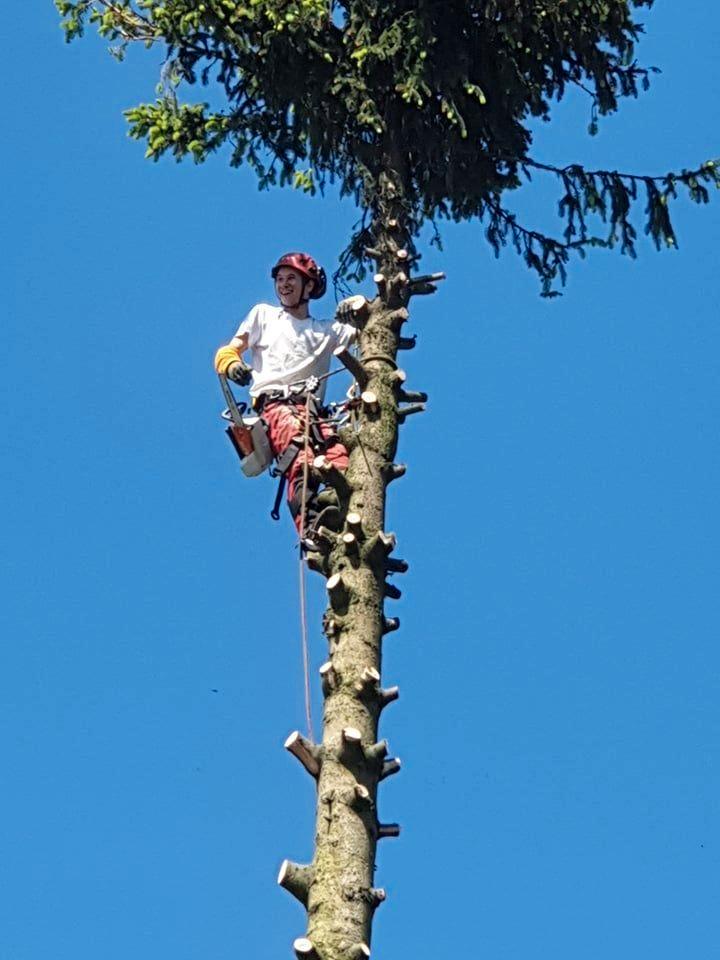 Travaux d'abattage / démontage / élagage d'arbres, Jardin & Terrasse, Plantes | Arbres, 400 cm ou plus, Enlèvement