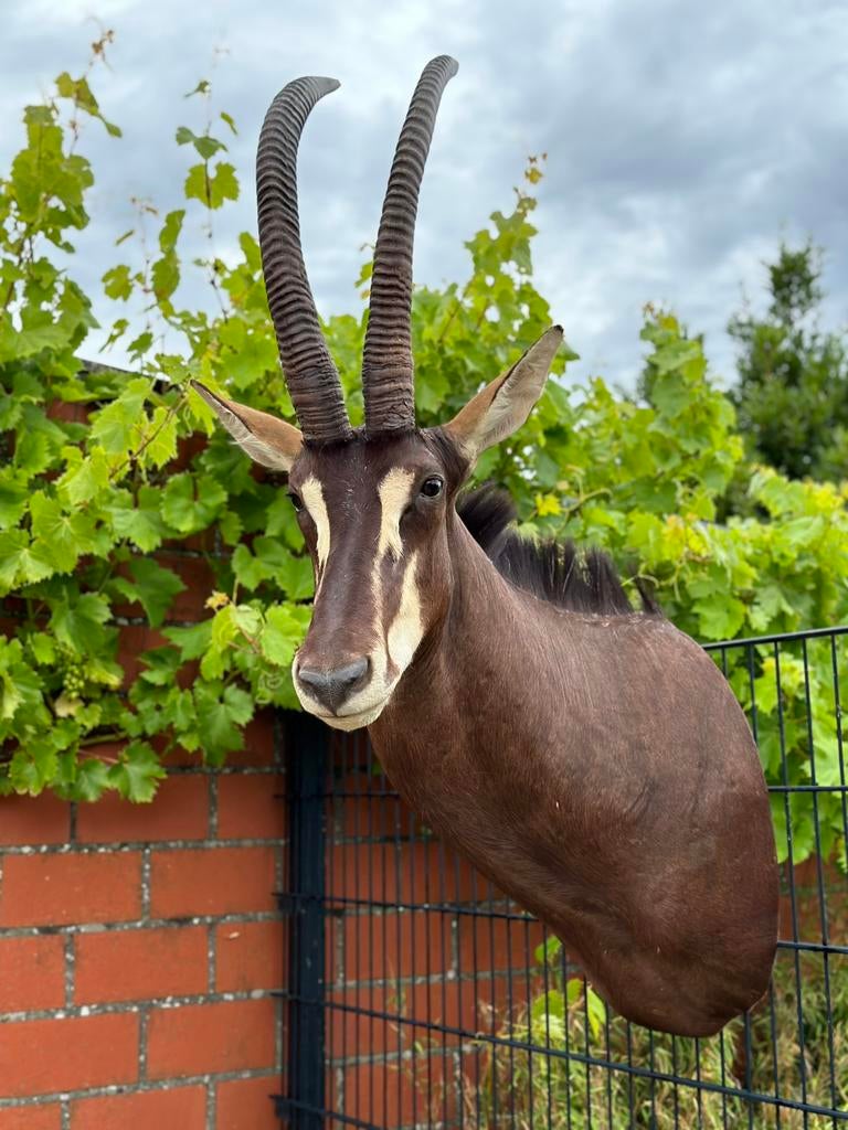 Sabelantilope taxidermie, Enlèvement