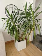 2 grote binnenhuisplanten met pot te koop, Ophalen, In pot