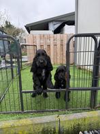 Mooie engelse cockerspaniel pups, Dieren en Toebehoren, Parvo, België, Reu, 8 tot 15 weken