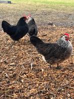 Bassette hennen, Dieren en Toebehoren