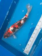 Showa 52 cm van isa koi farm met certificaat