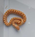 Heterodon nasicus 2025