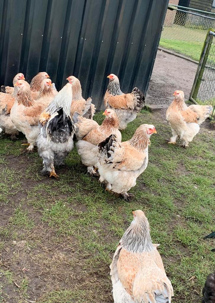 Brahma Zalm broedeieren + Isa Brown broedeieren, Animaux & Accessoires, Volatiles, Poule ou poulet, Plusieurs animaux