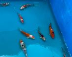 Japanse koi 15-20cm, Karper of Koi