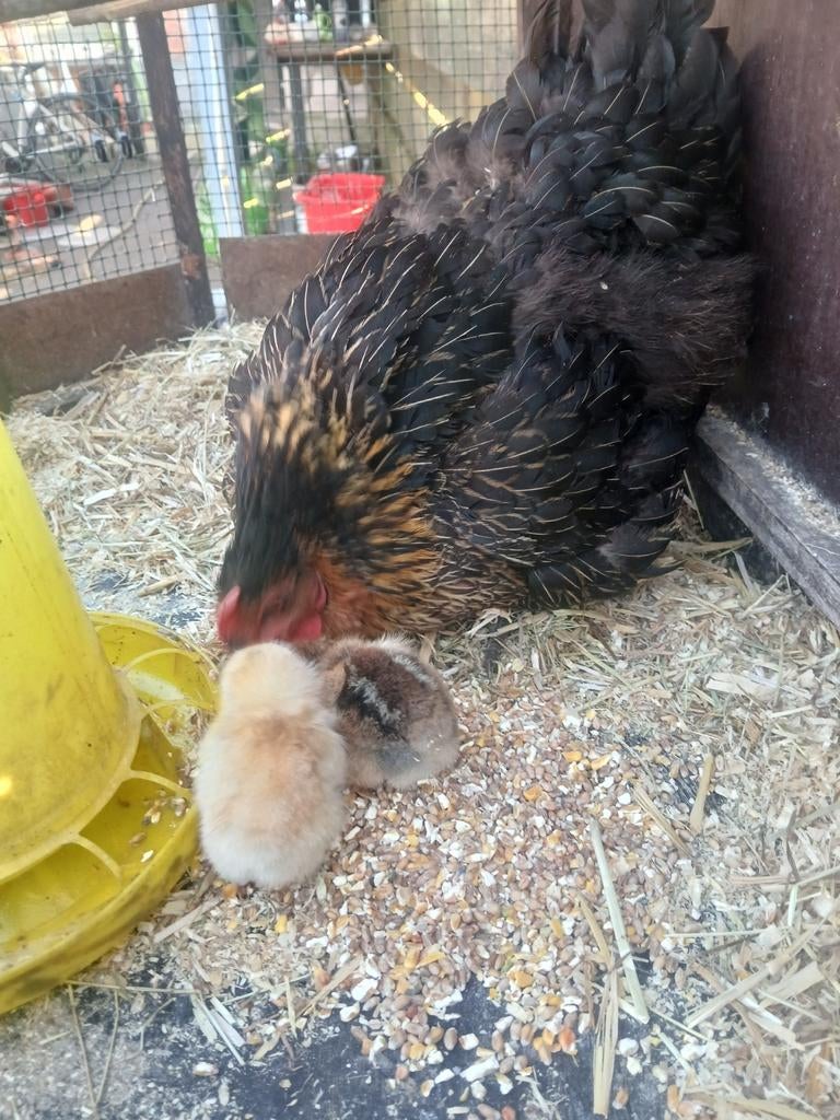 Kip met 2 kuikens, Dieren en Toebehoren, Pluimvee, Kip