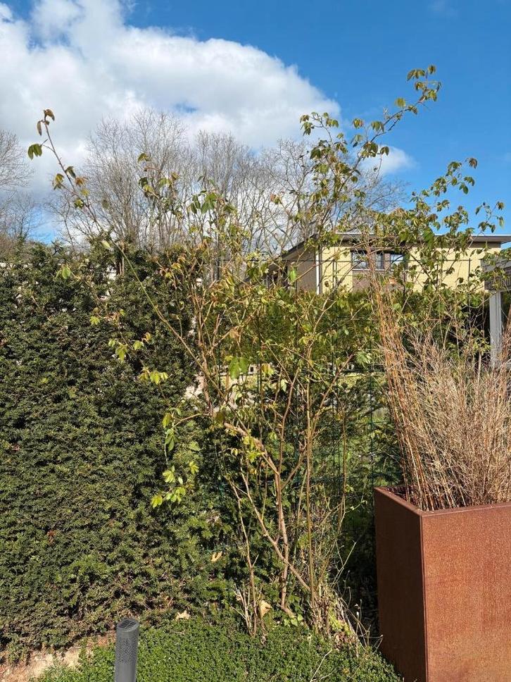 2 witte klimrozen, Jardin & Terrasse, Plantes | Jardin, Plante fixe, Plantes grimpantes, Plein soleil, Printemps, Enlèvement