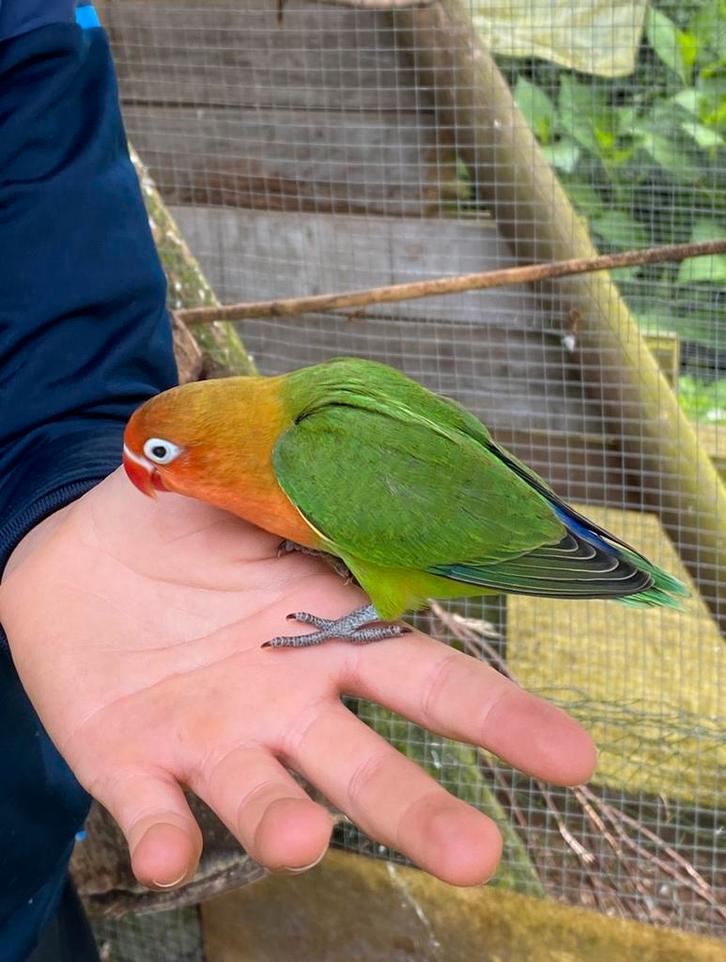 Agapornis Fischeri ou Agapornis à tête rose, Animaux & Accessoires, Oiseaux | Perruches & Perroquets, Perroquet nain ou Inséparable