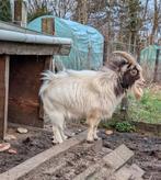 Geitenbok, Mâle, Chèvre, 3 à 5 ans