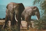 AFRIKAANSE  OLIFANTEN, Verzamelen, Postkaarten | Dieren, Verzenden, Ongelopen, Wild dier
