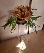 Uitzonderlijk mooie hertshoornvaren 20 jaar oud., Autres espèces, En pot, Moins de 100 cm, Enlèvement