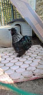 Zijdehoen haan, Dieren en Toebehoren, Pluimvee