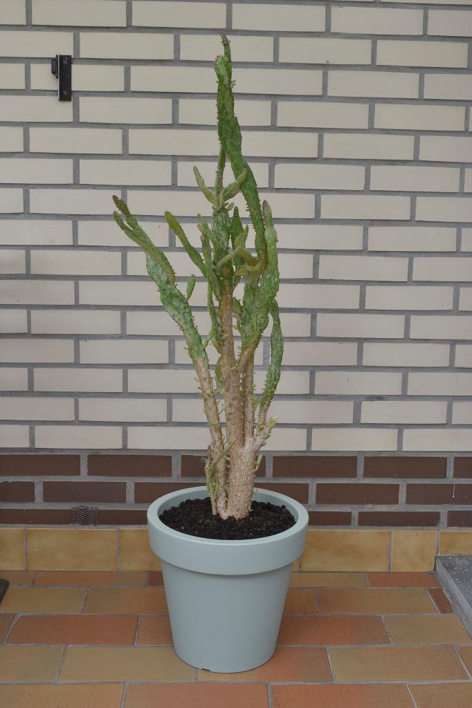 Grote cactus in pot, Ophalen, Cactus, In pot, 100 tot 150 cm