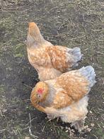 Broedeieren brahma, Dieren en Toebehoren