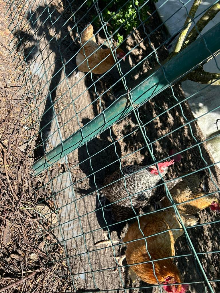 4 kippen voor de goed verzorgende liefhebber, Femelle, Poule ou poulet