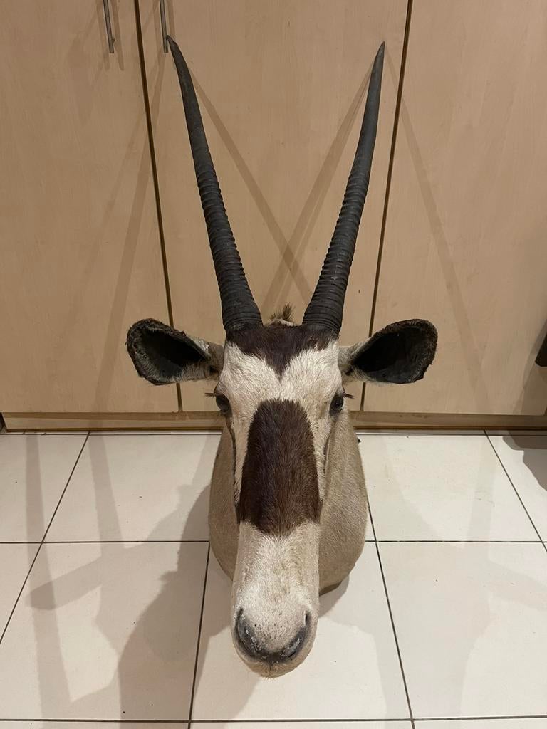 Schouderpreparaat oryx, Verzamelen, Ophalen, Zo goed als nieuw