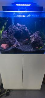 Homards avec aquarium, Enlèvement, Neuf, Aquarium d'eau douce rempli