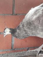 Opaal, violet en blauwe pauwen van 2025., Dieren en Toebehoren