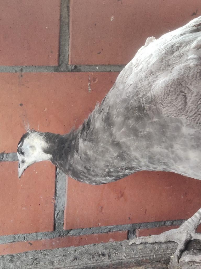 Coqs de paon opales, violets et bleus de 2025., Animaux & Accessoires, Oiseaux | Oiseaux Autre