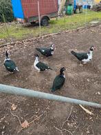 Barberie eenden, Enlèvement