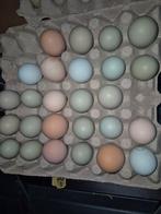 Œufs fécondé araucana, Enlèvement